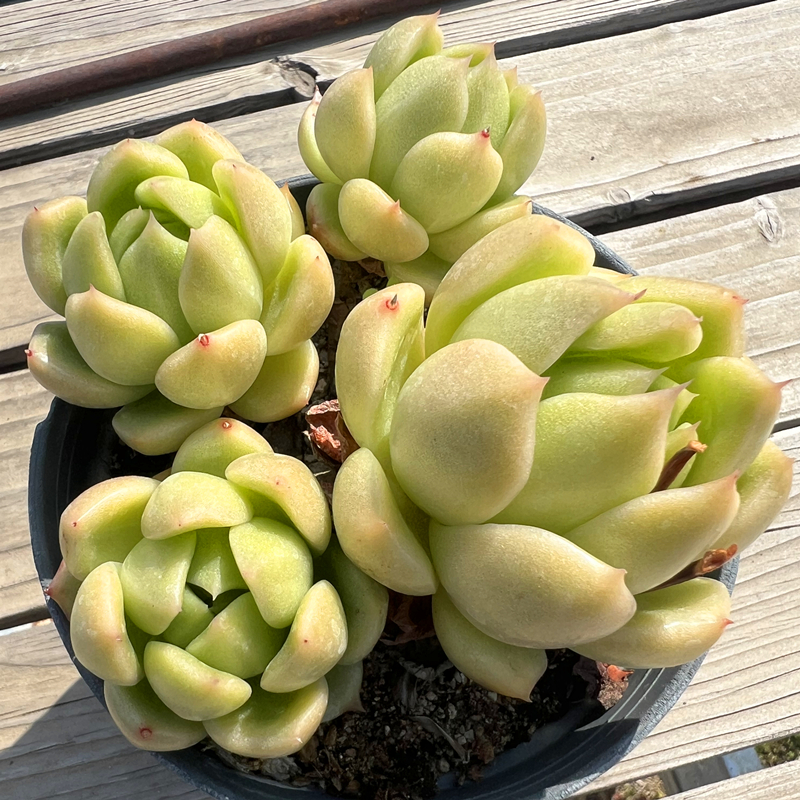 冰城老桩多肉植物肉肉植物室内阳台绿植盆栽花卉陌上花