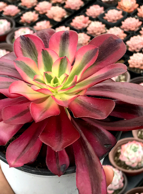 美杜莎法师 多肉植物 肉肉植物 萌肉肉组合盆栽 阳台花卉 陌上花