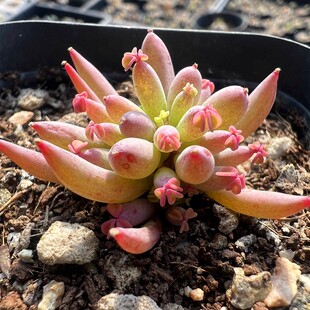 棒叶酢浆草 多肉植物 肉肉植物 室内阳台绿植盆栽花卉 陌上花