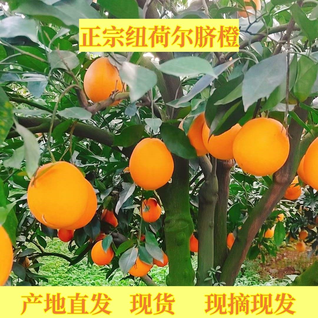 湖南石门特产纽荷尔脐橙孕妇酸甜橙子榨汁新鲜水果产地直发