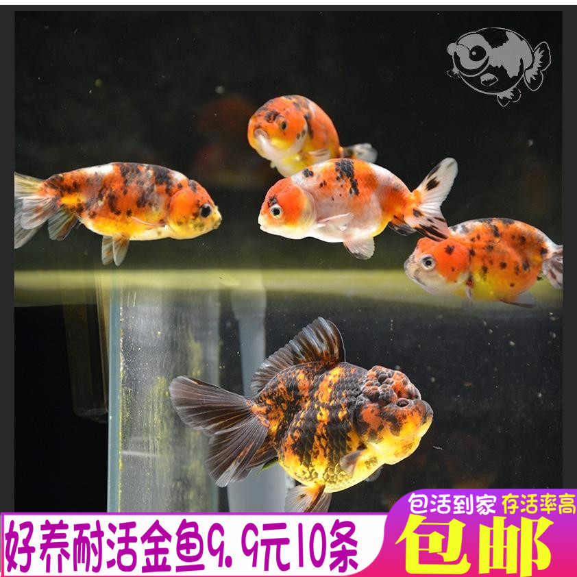 金鱼活体观赏鱼冷水鱼不换水的繁殖最快淡水鱼好养耐练手小型鱼苗