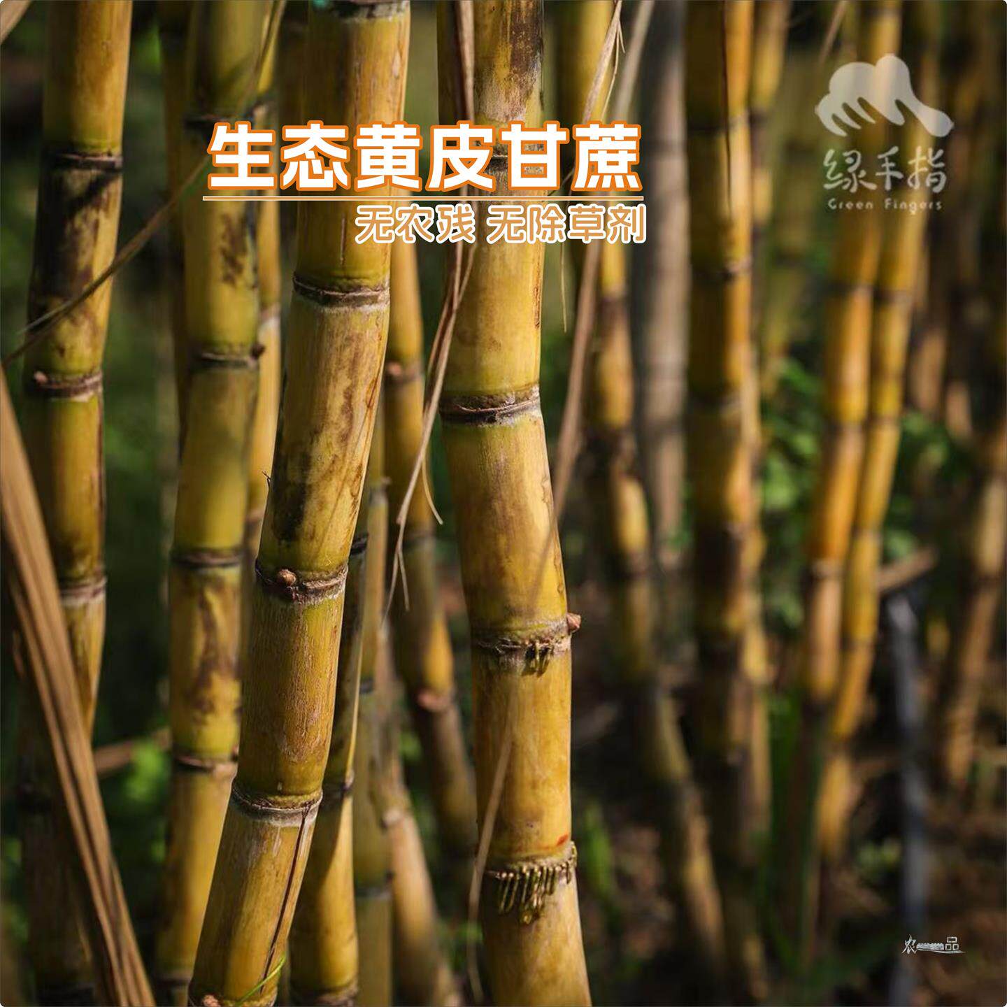 绿手指生态黄皮甘蔗2.5kg现砍现发无农残无除草剂脆甜食用农产品