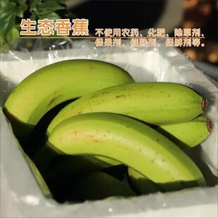 绿手指生态黄皮香蕉红皮香蕉香蕉水果产地直发现摘现发新鲜水果