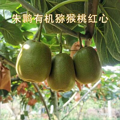 朱鹮金果有机猕猴桃红绿心奇异果新鲜多汁当季新鲜陕西汉中鲜香