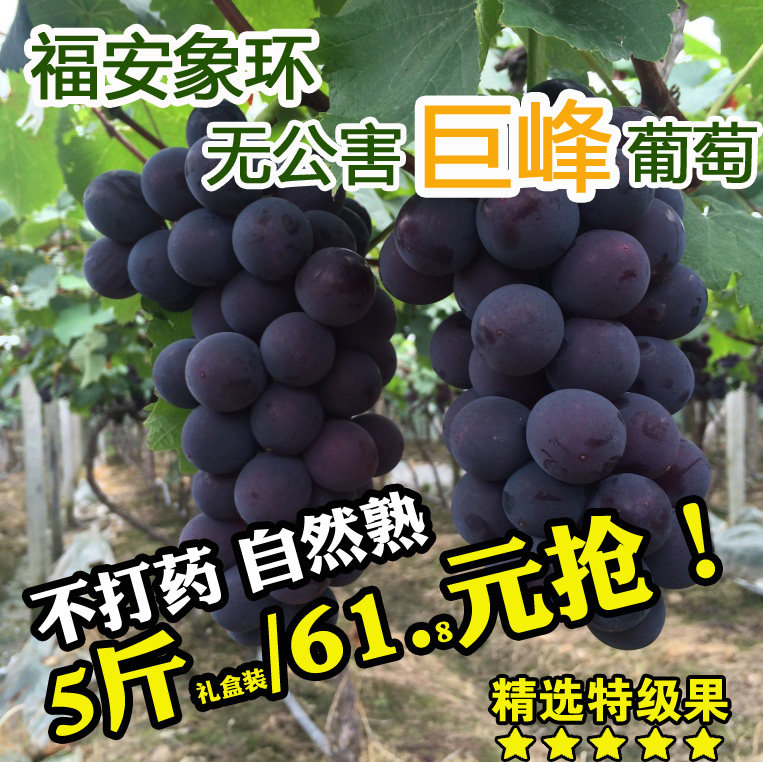 福建福安巨峰葡萄象环大棚葡萄高山晚熟礼盒装新鲜水果特产黑藤