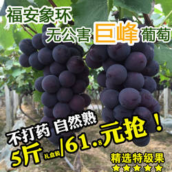 福建福安巨峰葡萄象环大棚葡萄高山晚熟礼盒装新鲜水果特产黑藤