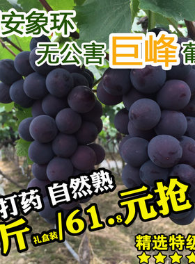 （7月15-19号发货）福建福安巨峰葡萄象环葡萄礼盒装新鲜水果特产