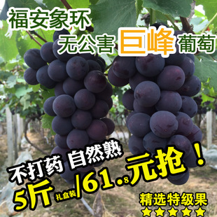 福建福安巨峰葡萄象环大棚葡萄高山晚熟礼盒装新鲜水果特产黑藤