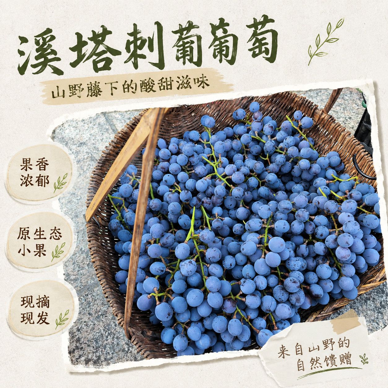 福安穆阳溪塔刺葡萄野生赤霞珠葡萄新鲜采摘酿酒孕妇时令水果