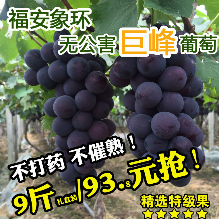 （7月15-19号发货）福安葡萄象环巨峰葡萄新鲜孕妇当季水果特产