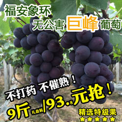 福安葡萄象环巨峰葡萄礼盒新鲜孕妇当季水果特产晚熟黑藤送礼