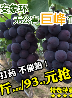 （7月15-19号发货）福安葡萄象环巨峰葡萄新鲜孕妇当季水果特产