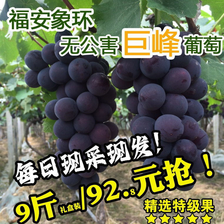 福安葡萄象环巨峰葡萄产地直发