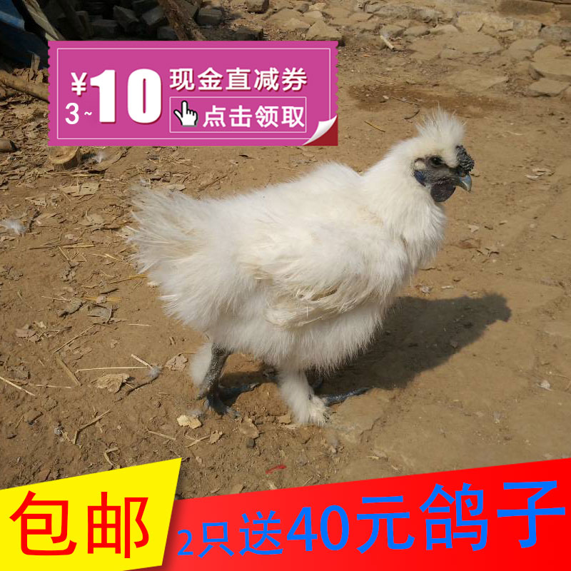 乌鸡土鸡乌骨鸡散养乌骨鸡鸡老母鸡月子鸡笨鸡走地鸡包邮_虎窝淘