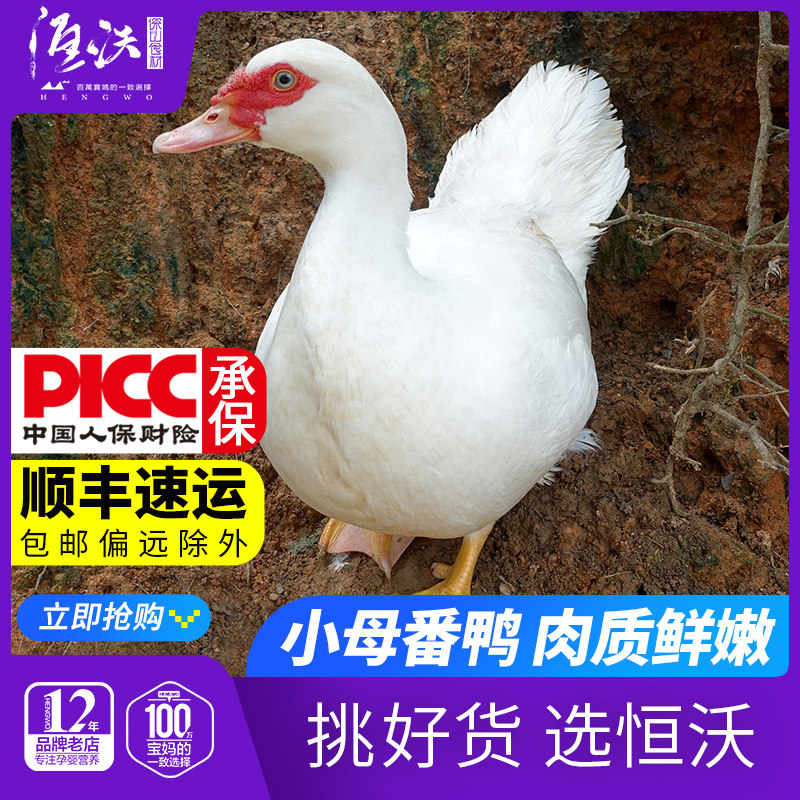 农家红脸番鸭散养土鸭子整只飞鸭清水鸭谷饲母鸭新鲜生鸭肉活体杀