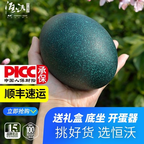 新年礼物鸸鹋蛋鸵鸟蛋礼品