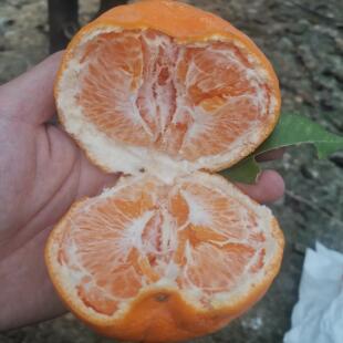 2027立春见  四川眉山耙耙柑产地自家果园晚熟柑橘新鲜应季水果