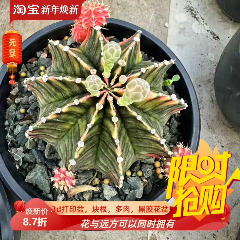 米哈肋骨锦裸萼属仙人球一物一拍多肉包邮稀有品种室内盆栽6/25