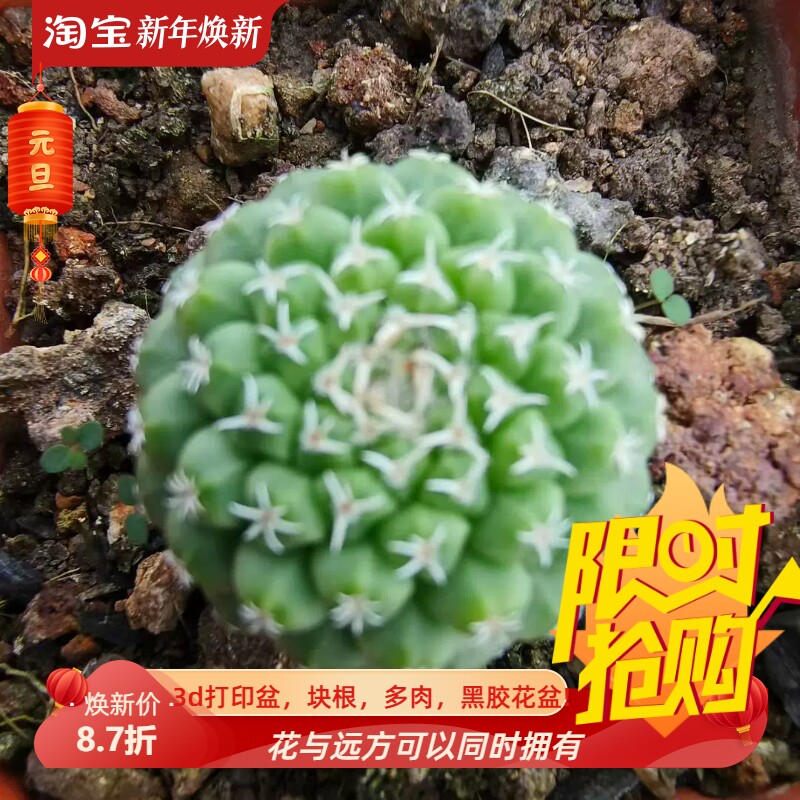 实生赤花菊水小苗出包品种.数量不多仙人球一物一拍室内盆栽7/10