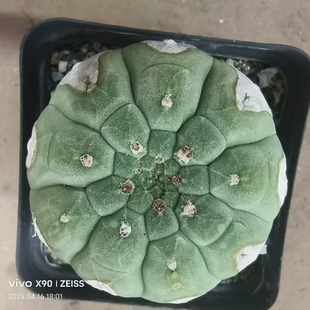 实生奇仙玉，木质纹超美仙人球新奇多肉植物带盆一物一拍4/16
