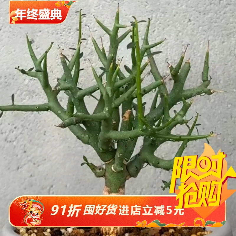 魔针龙大戟大戟科潮流懒人桌面块根植物一物一拍稀有品种包邮7/6