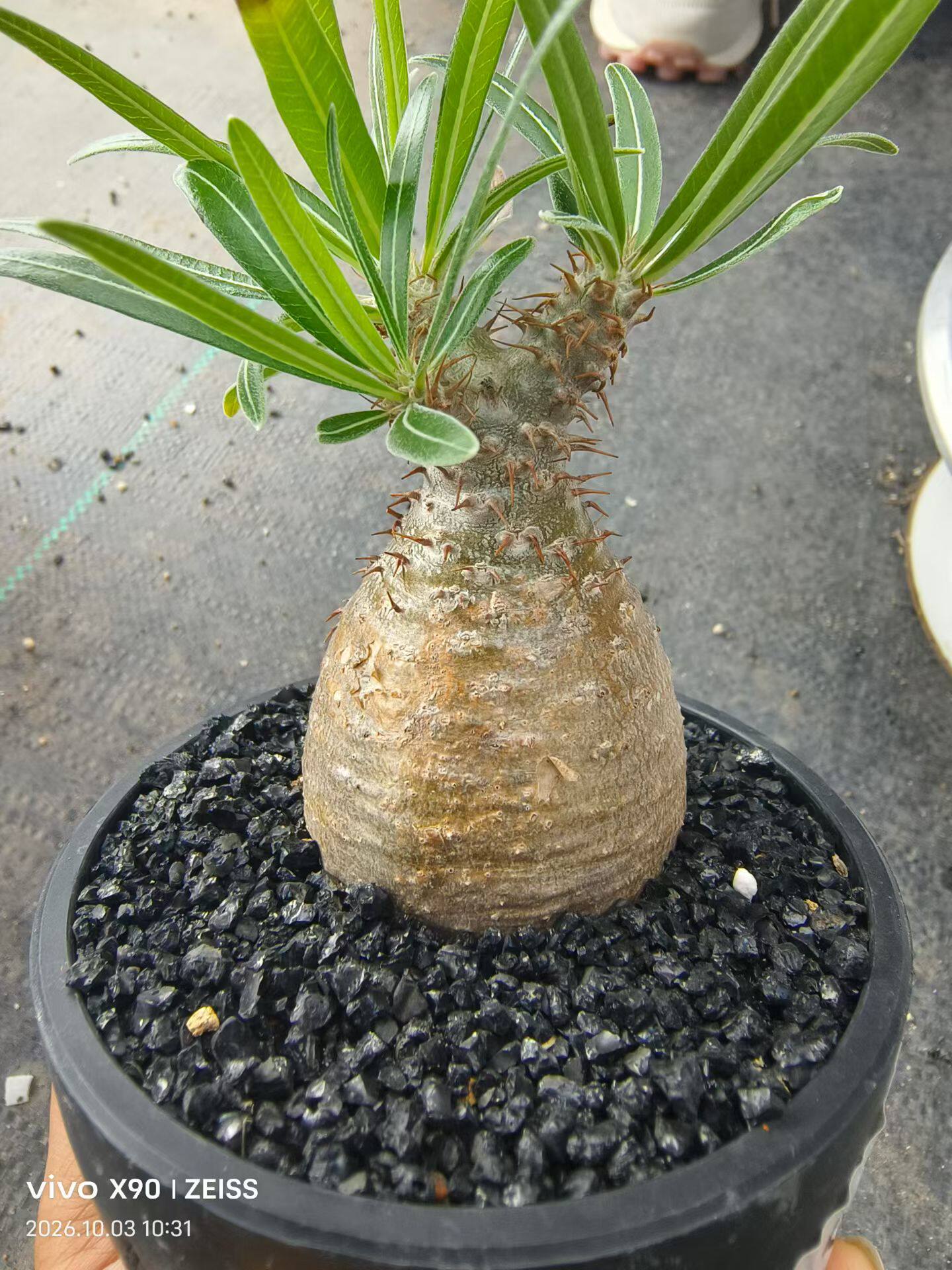 兔子强象牙宫5厘米圆胖块根植物潮流懒人多肉一物一拍包邮10/5