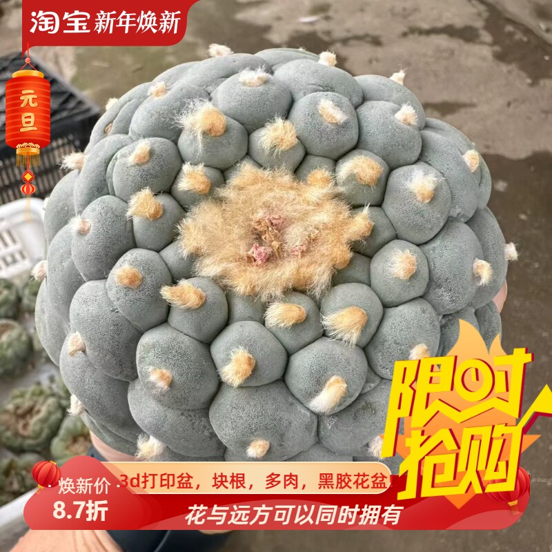 实生佛头疣无刺草球潮流仙人球室内盆栽多肉一物一拍8/12