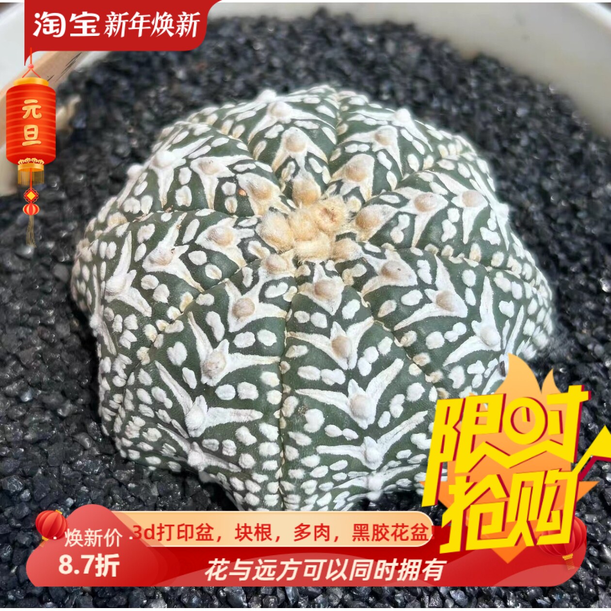 泰系连楞细v八爪实生海星体超兜s353星球属仙人球多肉一物一拍7/5
