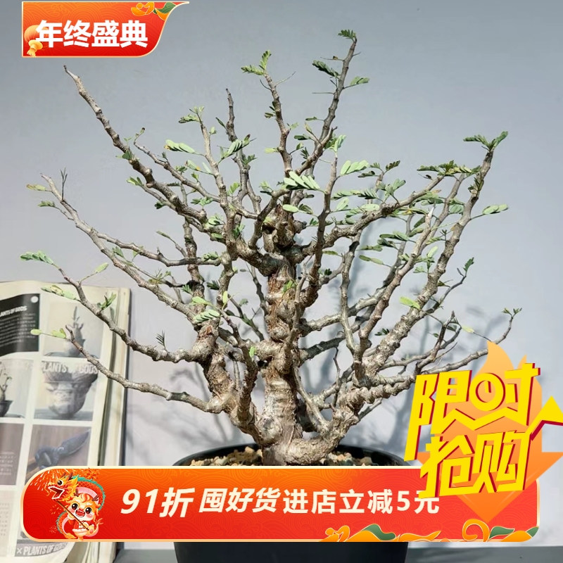 爆突疣大瘤子沙漠苏木大尺寸枝冠40一物一拍室内盆栽包邮11/28