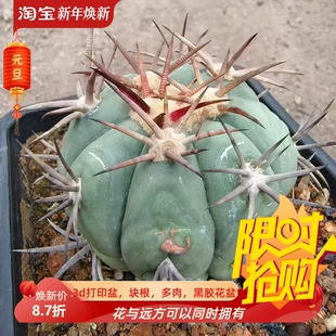 花王丸自根株根系好7cm.平丸属仙人球一物一拍稀有品种 包邮