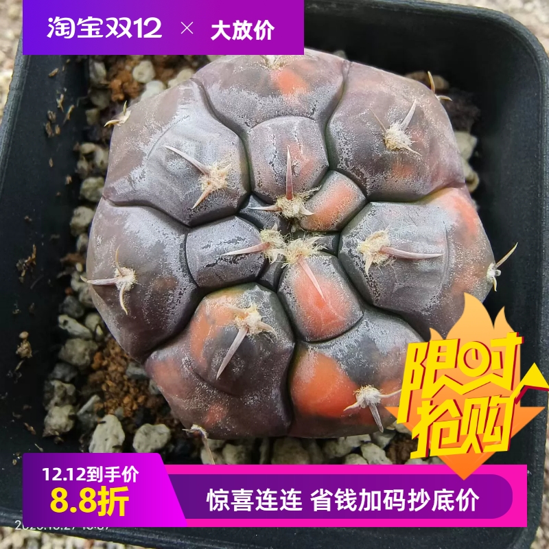 实生铅皮锦裸萼球属稀有潮流仙人球内盆栽多肉一物一拍包邮10/27