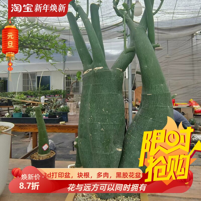 毒腺蔓很古德的一颗无毒改风水块根植物一物一拍稀有品种包邮5/18