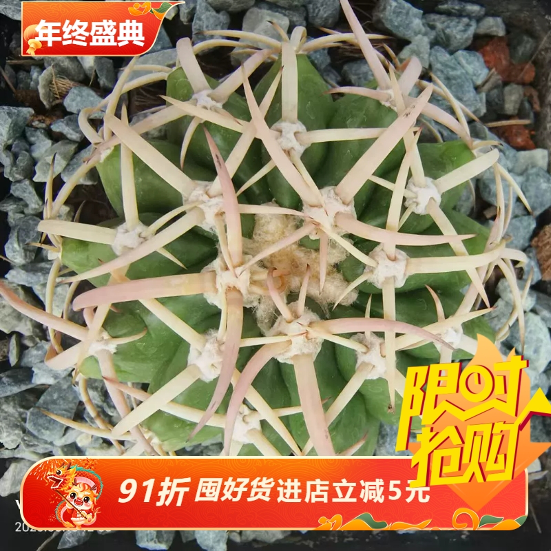 实生白刺圆盘玉，粗刺好0.3mm.仙人球一物一拍室内盆栽包邮6/15