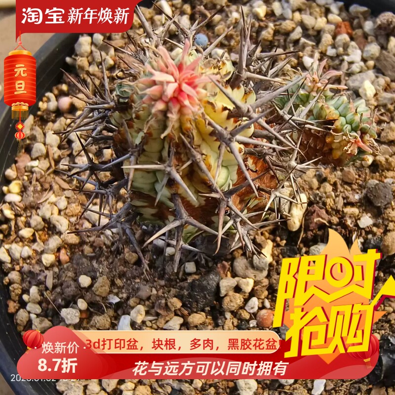 老家群星冠锦。实生株,带3侧芽桌面绿植沙生小众一物一拍多肉1/2