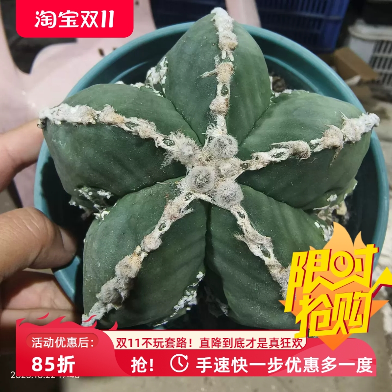 实生核桃鸾凤玉星球属仙人球室内盆栽稀有多肉一物一拍包邮10/22