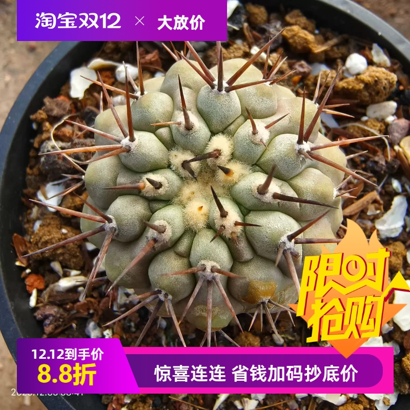 欧系实生孤龙丸不含刺4.8cm龙爪球一物一拍仙人球多肉包邮12/5