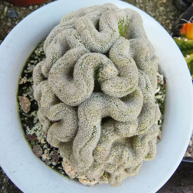 实生太刀岚缀化  数量不多哦稀有潮流懒人沙生多肉一物一拍6/24