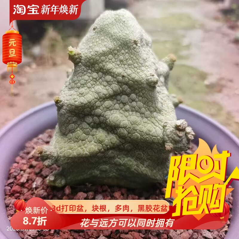 泰系输入四方凝蹄玉,巨大萝藦科块根稀有多肉一物一拍包邮9/21