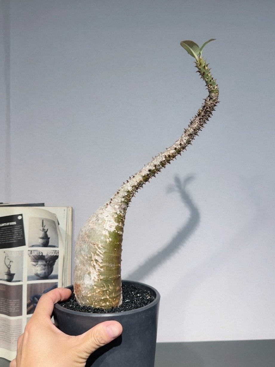 巴氏棒槌棒槌树属小众绿植桌面绿植块根一物一拍多肉包邮12/22