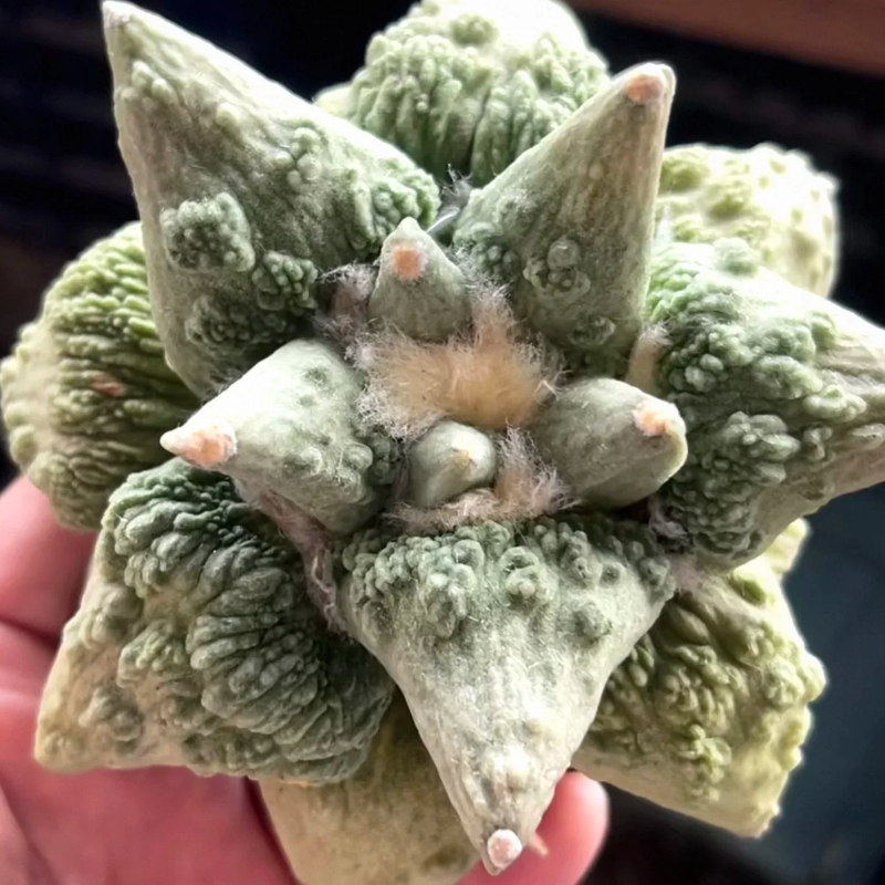 实生怒涛/89岩牡丹属潮流仙人球懒人室内盆栽一物一拍多肉4/10