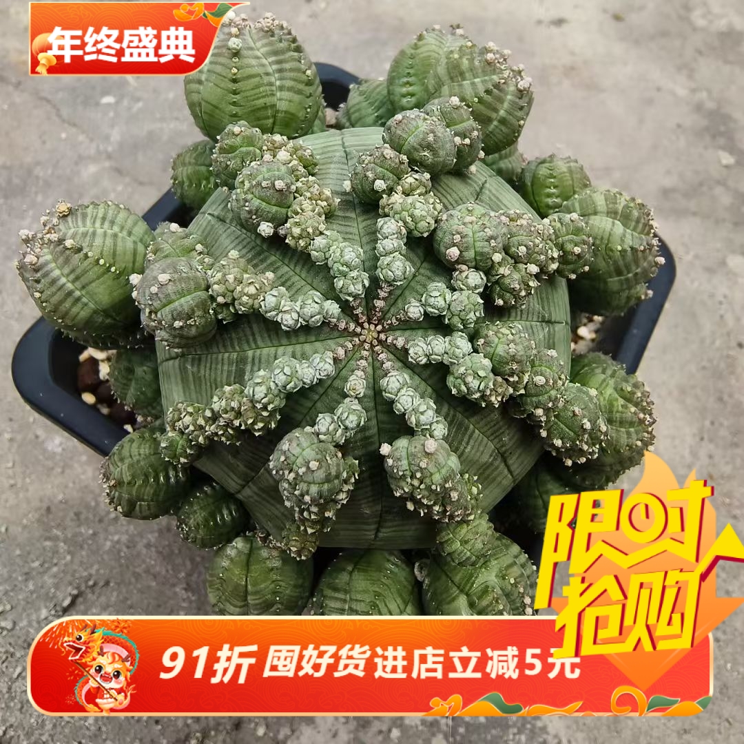 日系输子吹布纹球纹理漂亮块根一物一拍多肉包邮稀有品种包邮7/8