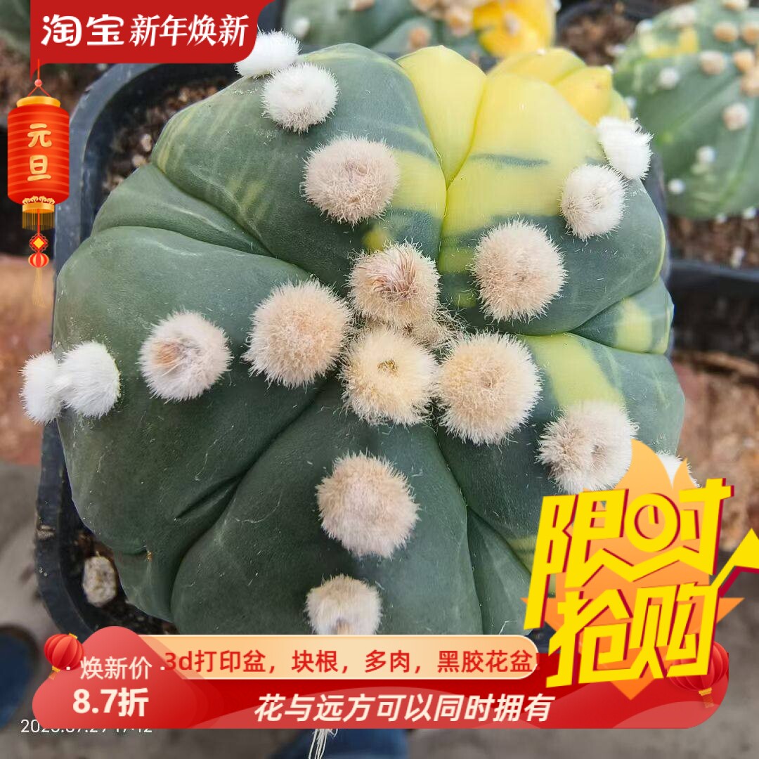 实生大疣连心五棱复瓣兜锦星球属仙人球一物一拍室内盆栽包邮7/29
