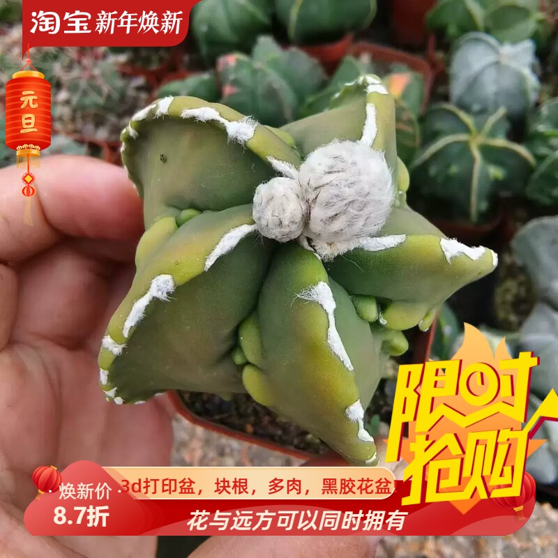 实生黄体鸾凤玉星球属潮流懒人仙人球一物一拍多肉室内盆栽7/11