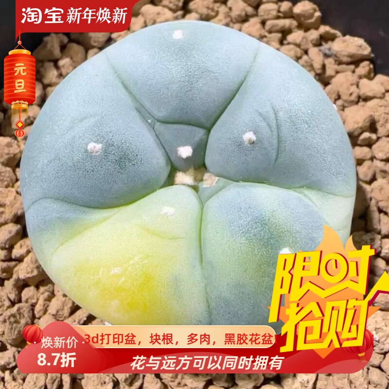 实生草球锦,泰系大疣锦,目前是鸳鸯锦仙人球一物一拍多肉12/29