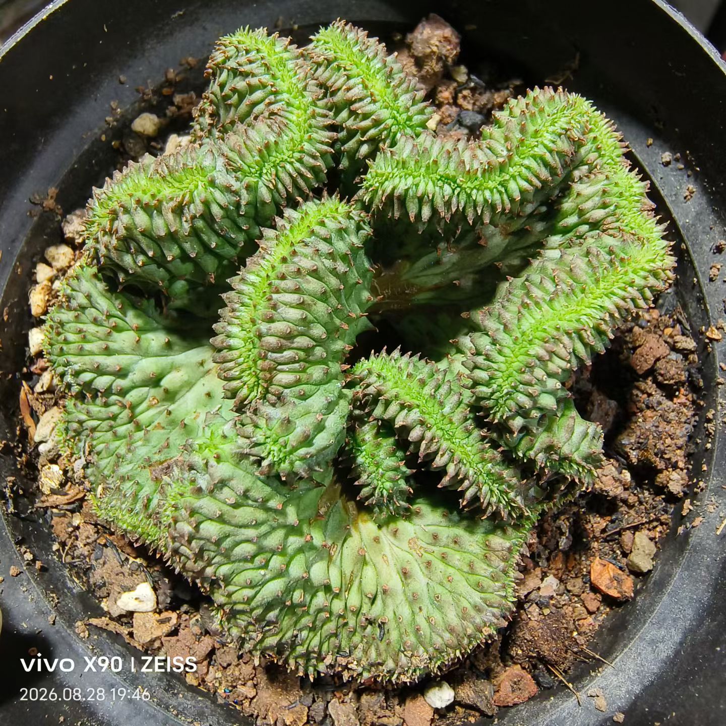 子吹布纹球缀化,自根株大戟科块根植物潮流多肉一物一拍包邮8/29