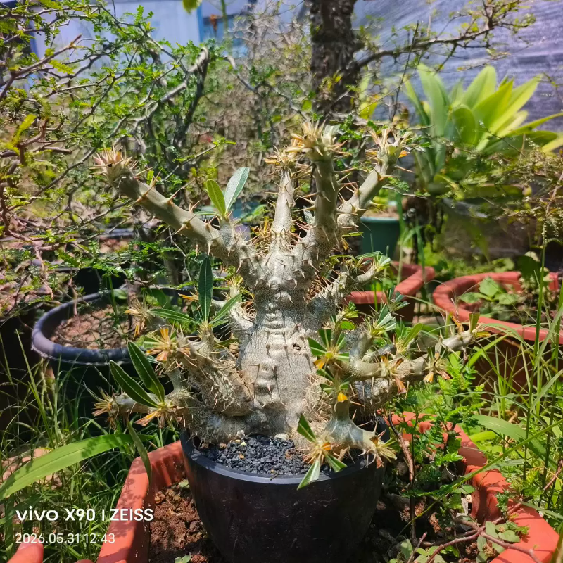 肥美凯蒂棒槌棒棰树属块根植物潮流懒人沙生带盆发一物一拍5/30