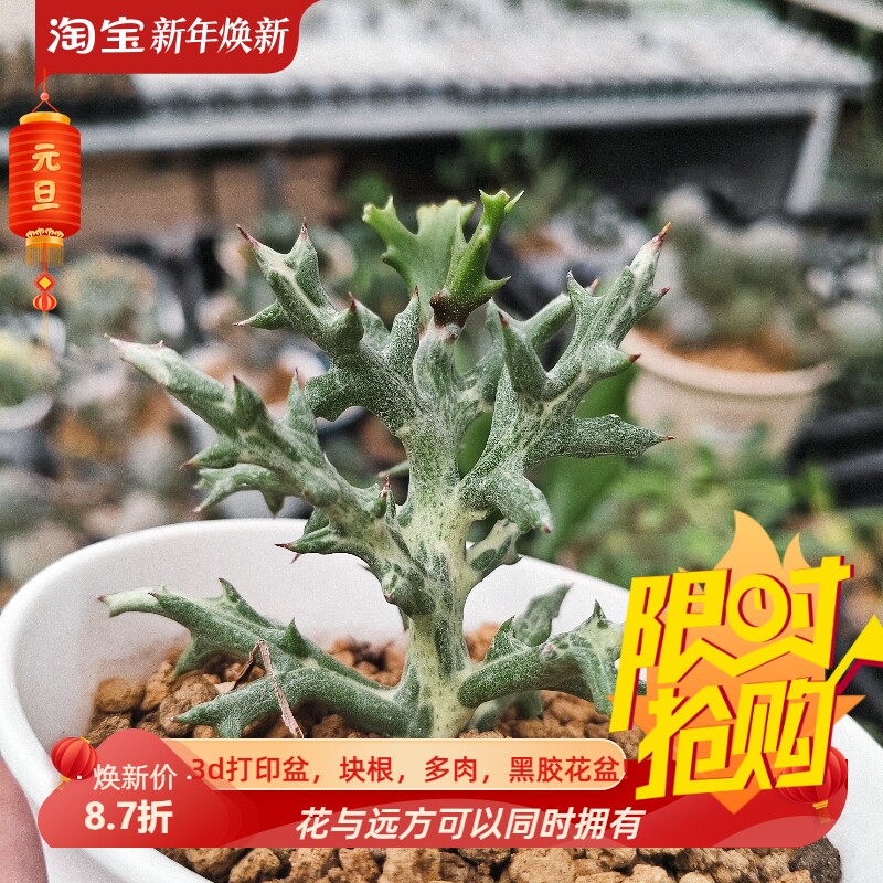 鹿角麒麟大戟拉丝白锦块根植物潮流室内盆栽多肉一物一拍包邮7/3