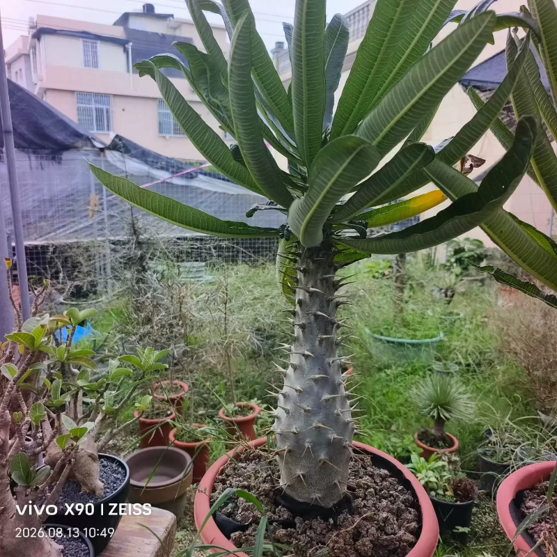 安博棒槌棒棰树属块根潮流懒人植物室内盆栽多肉一物一拍8/13