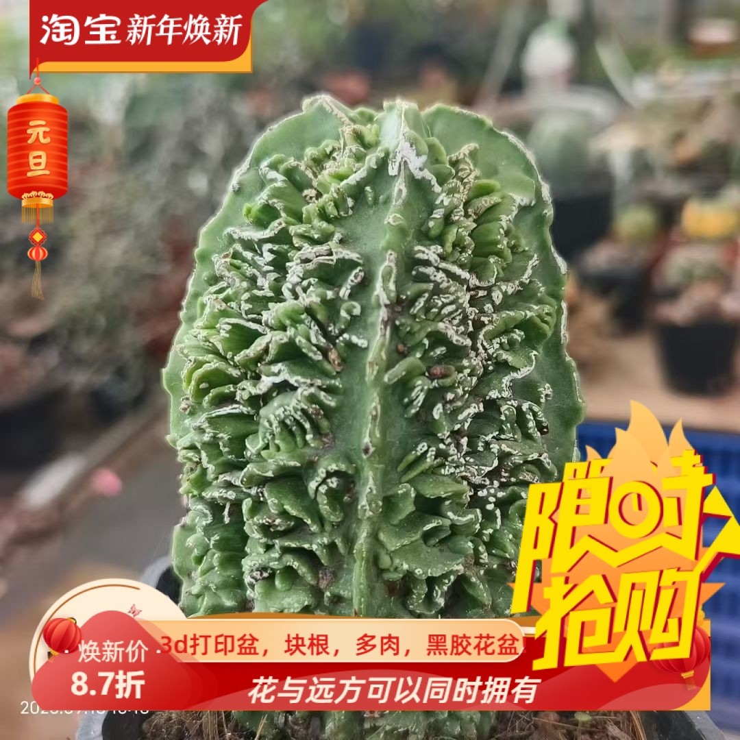 实生核桃鸾凤玉星球属，优秀个体潮流懒人多肉一物一拍包邮9/18