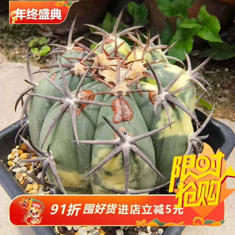 落地雷帝平丸锦日输皮肤有瑕疵当母本非常优秀仙人球一物一拍7/6